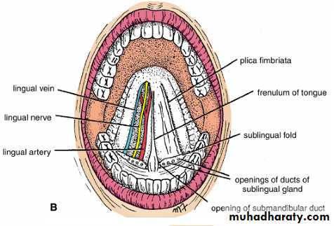 Oral Cavity