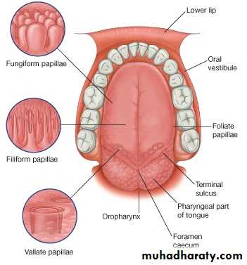 Oral Cavity