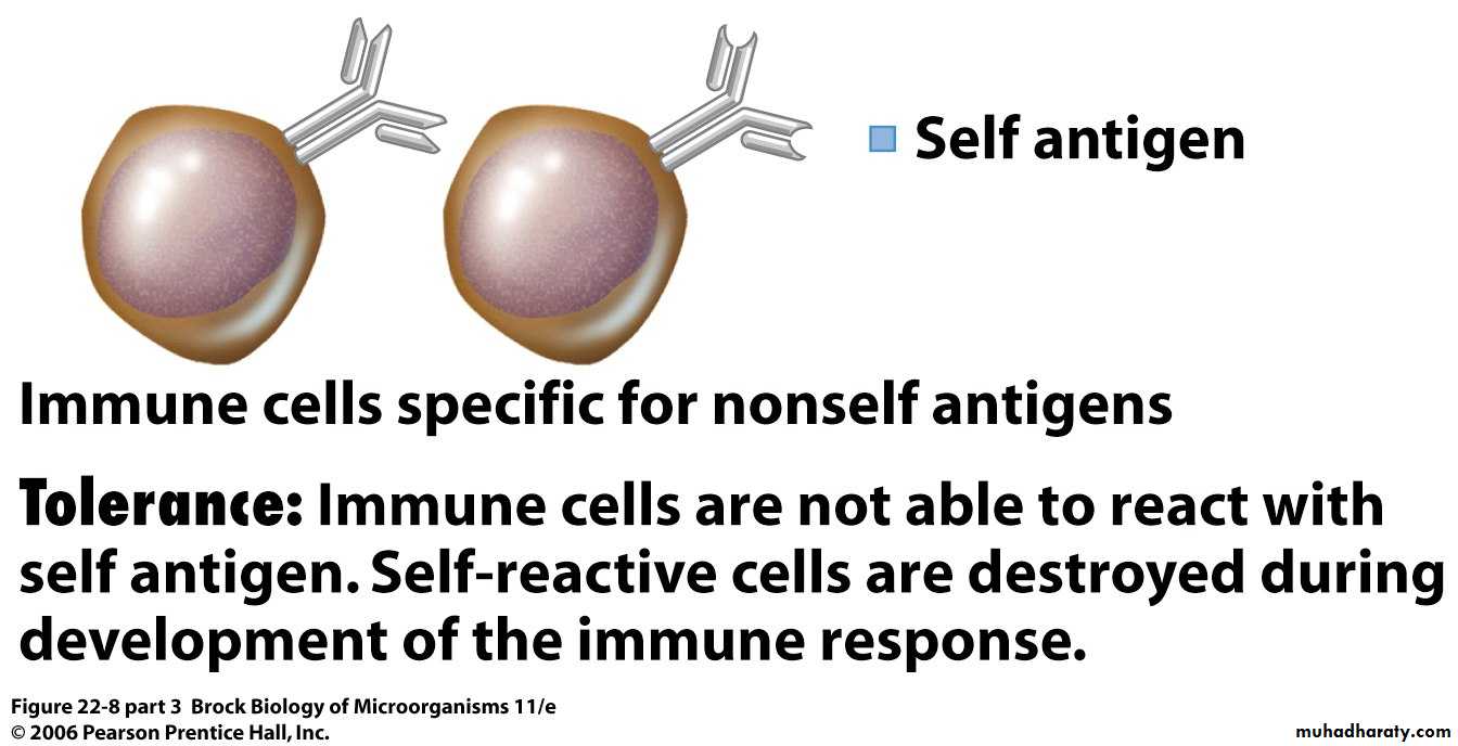 immunology 1