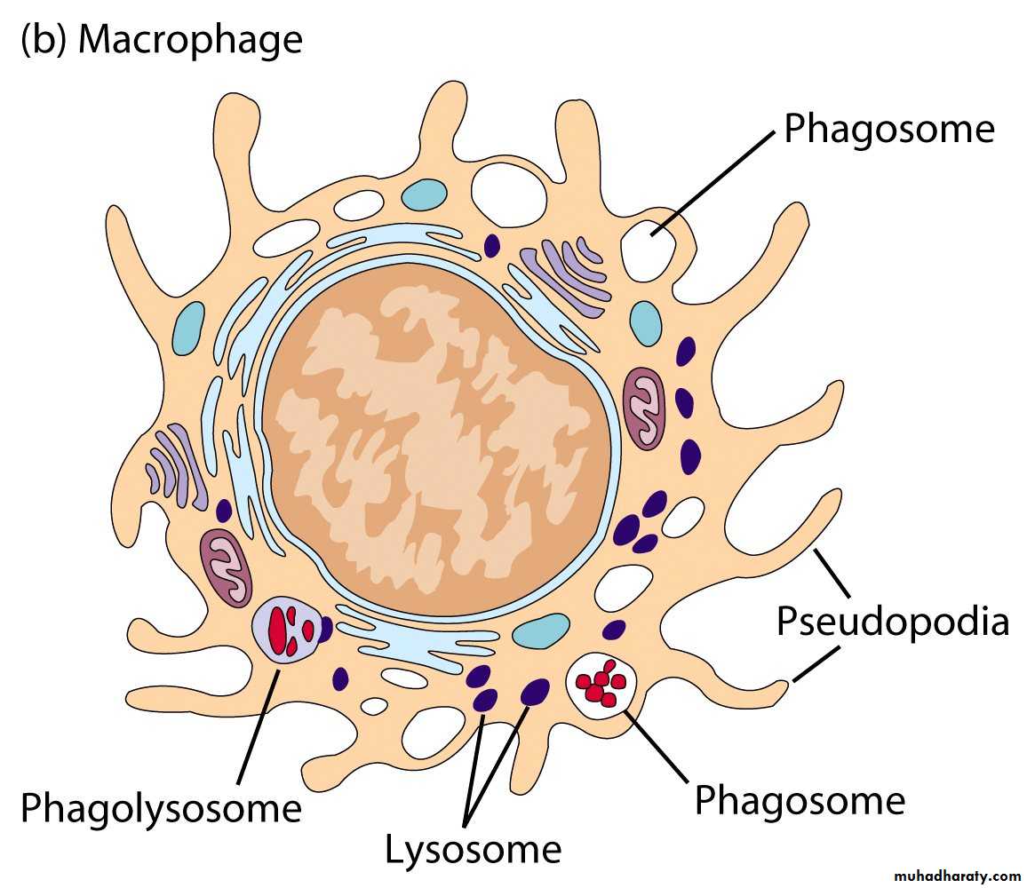 immunology 1