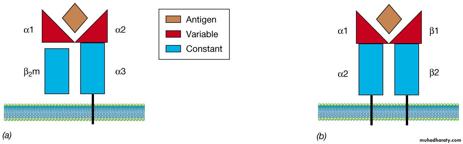 immunology 1