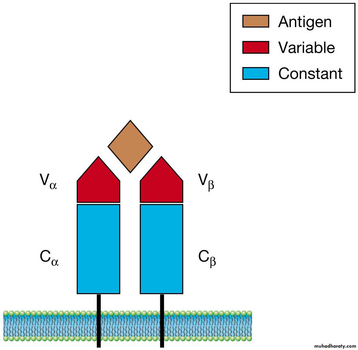 immunology 1