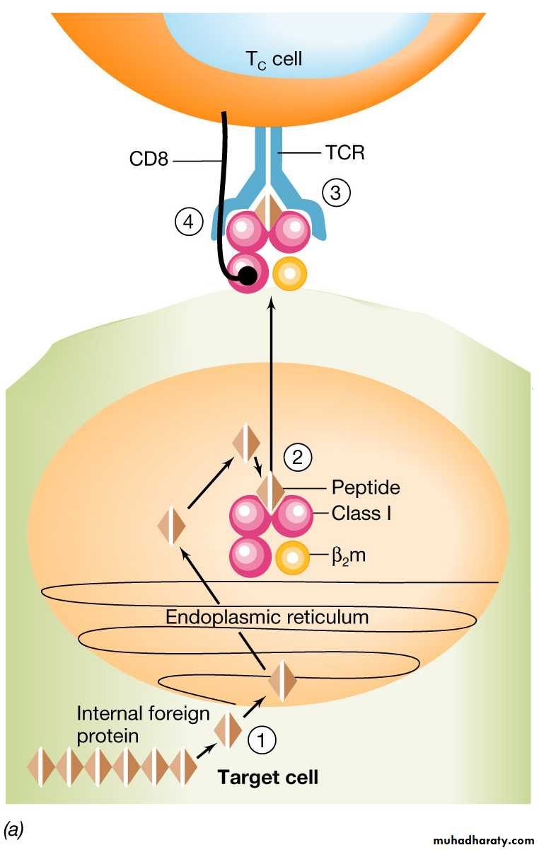 immunology 1