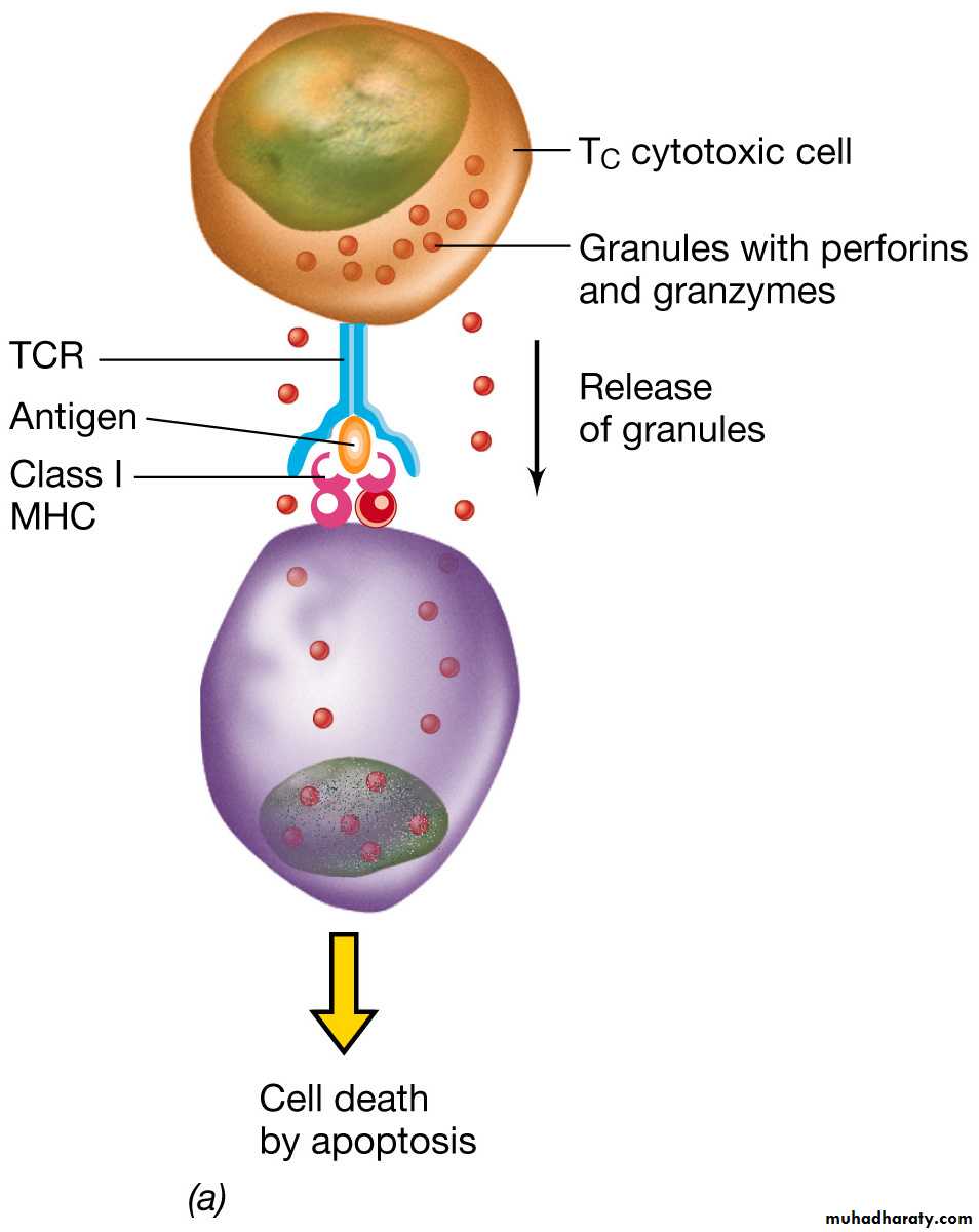 immunology 1