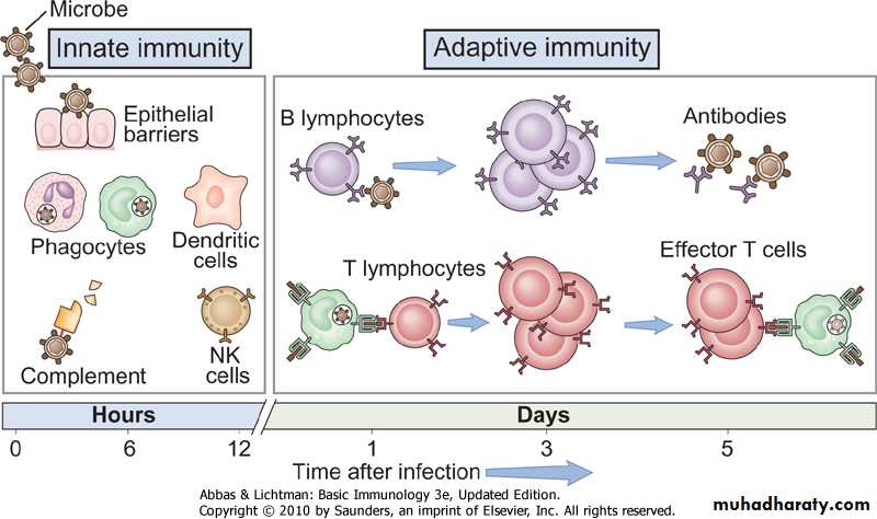 immunology 1