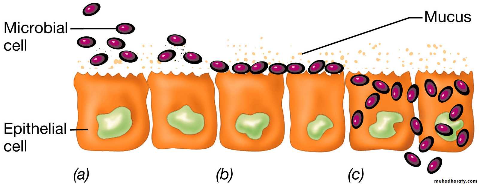 immunology 1