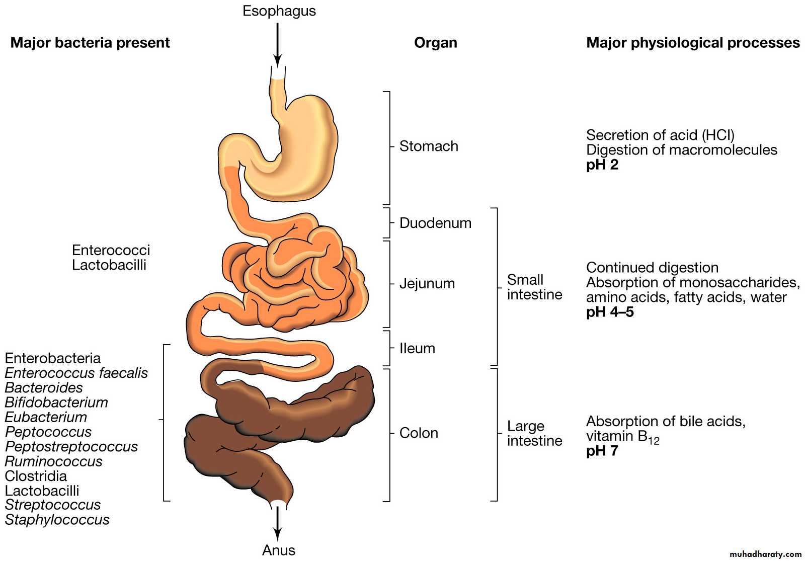 immunology 1