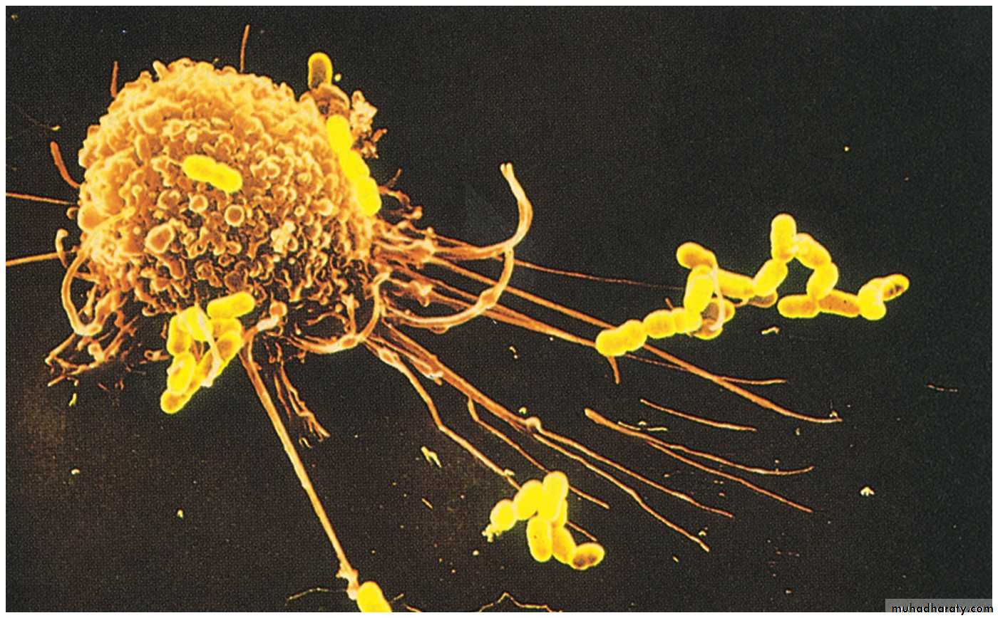 immunology 1