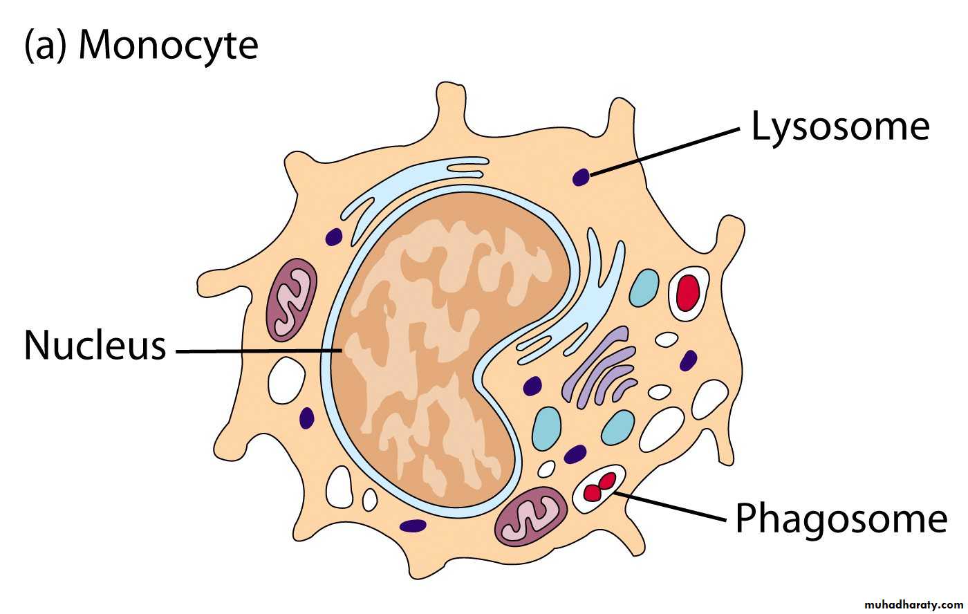 immunology 1