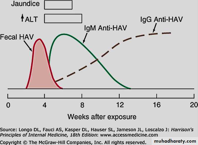 1 Viral Hepatitis