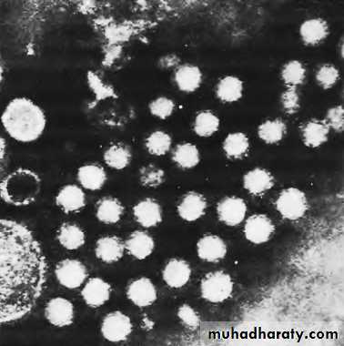 1 Viral Hepatitis
