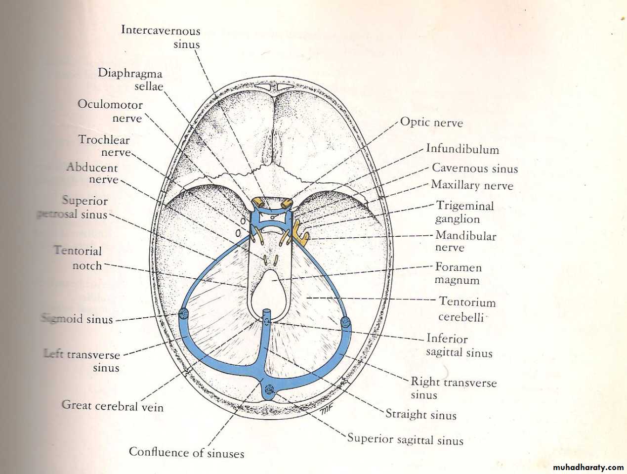 Neuro 2
