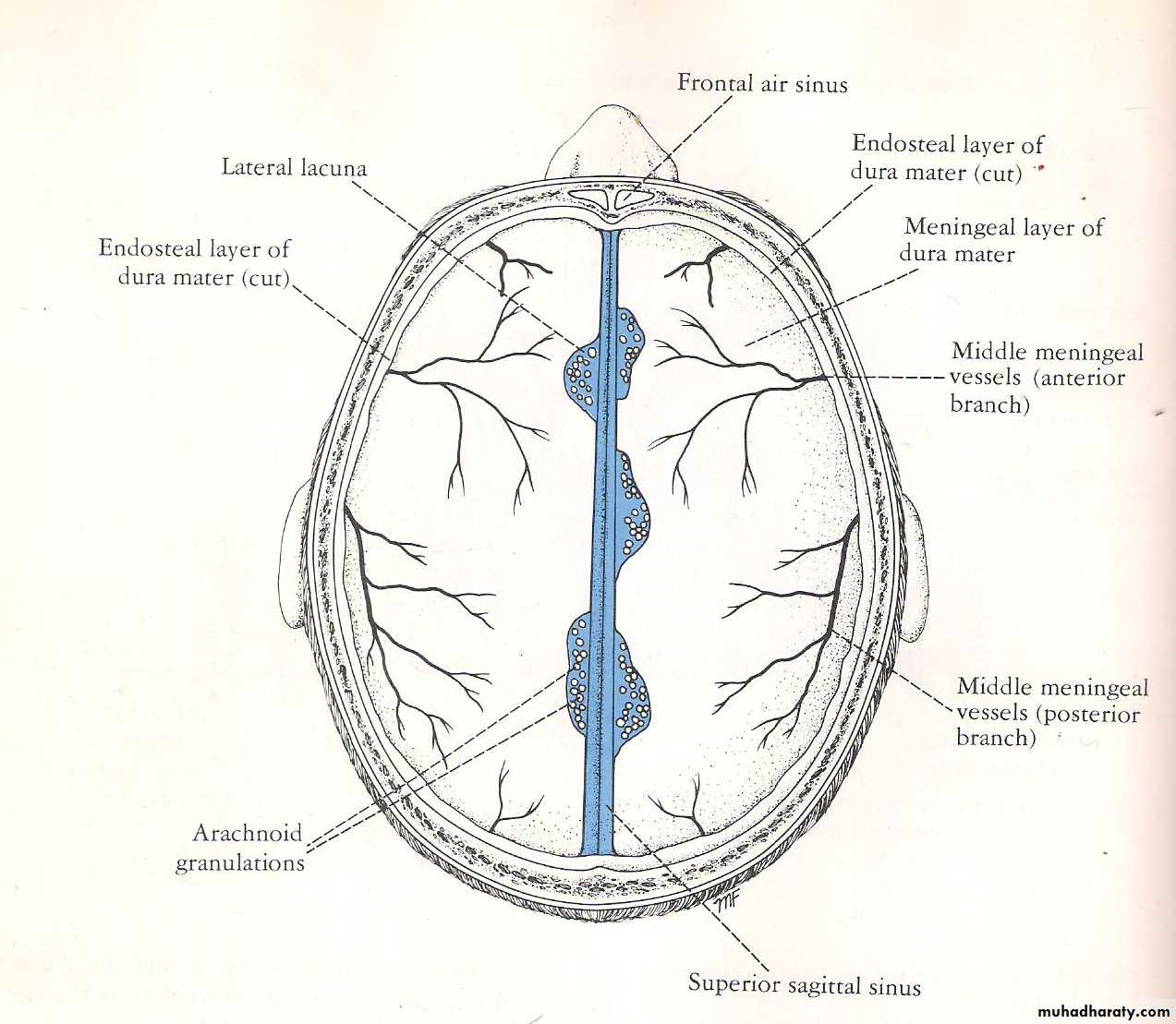 Neuro 2