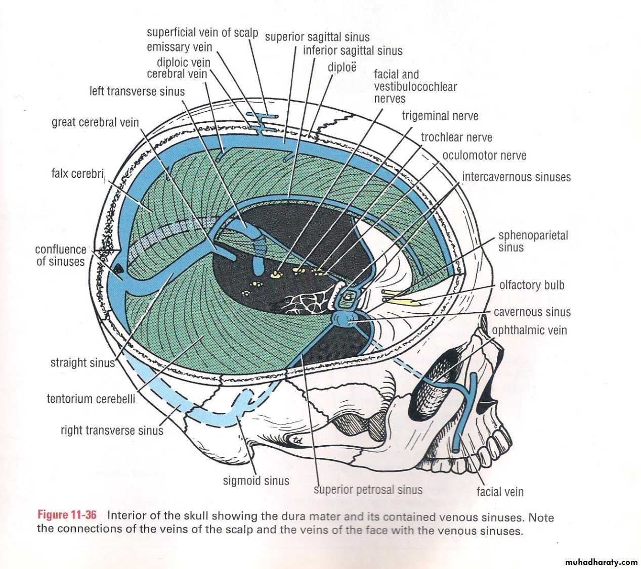 Neuro 2
