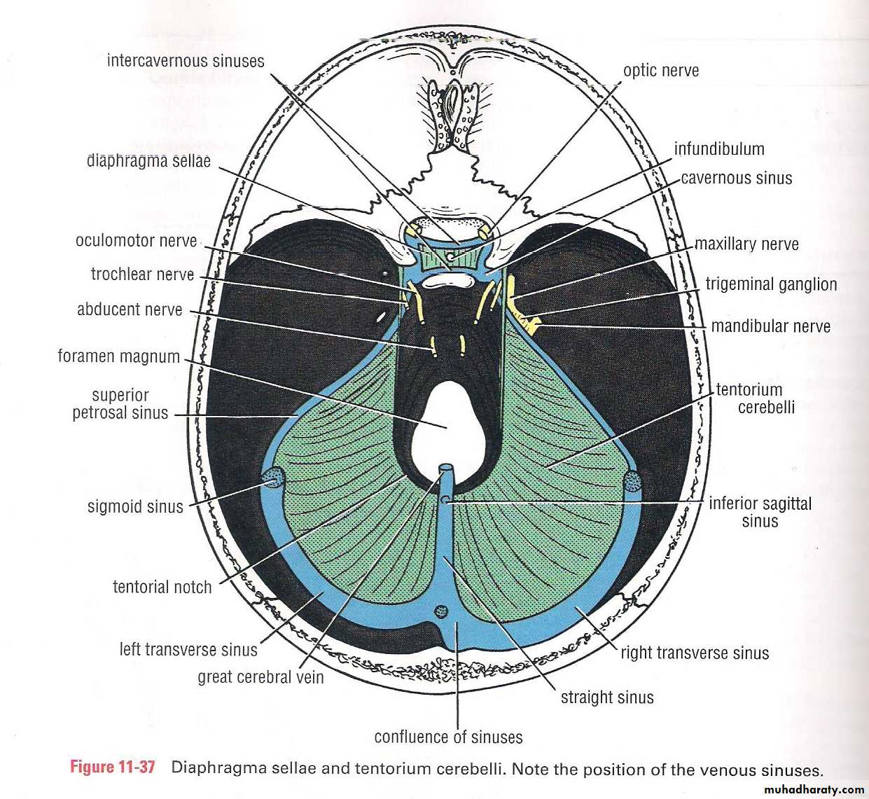 Neuro 2