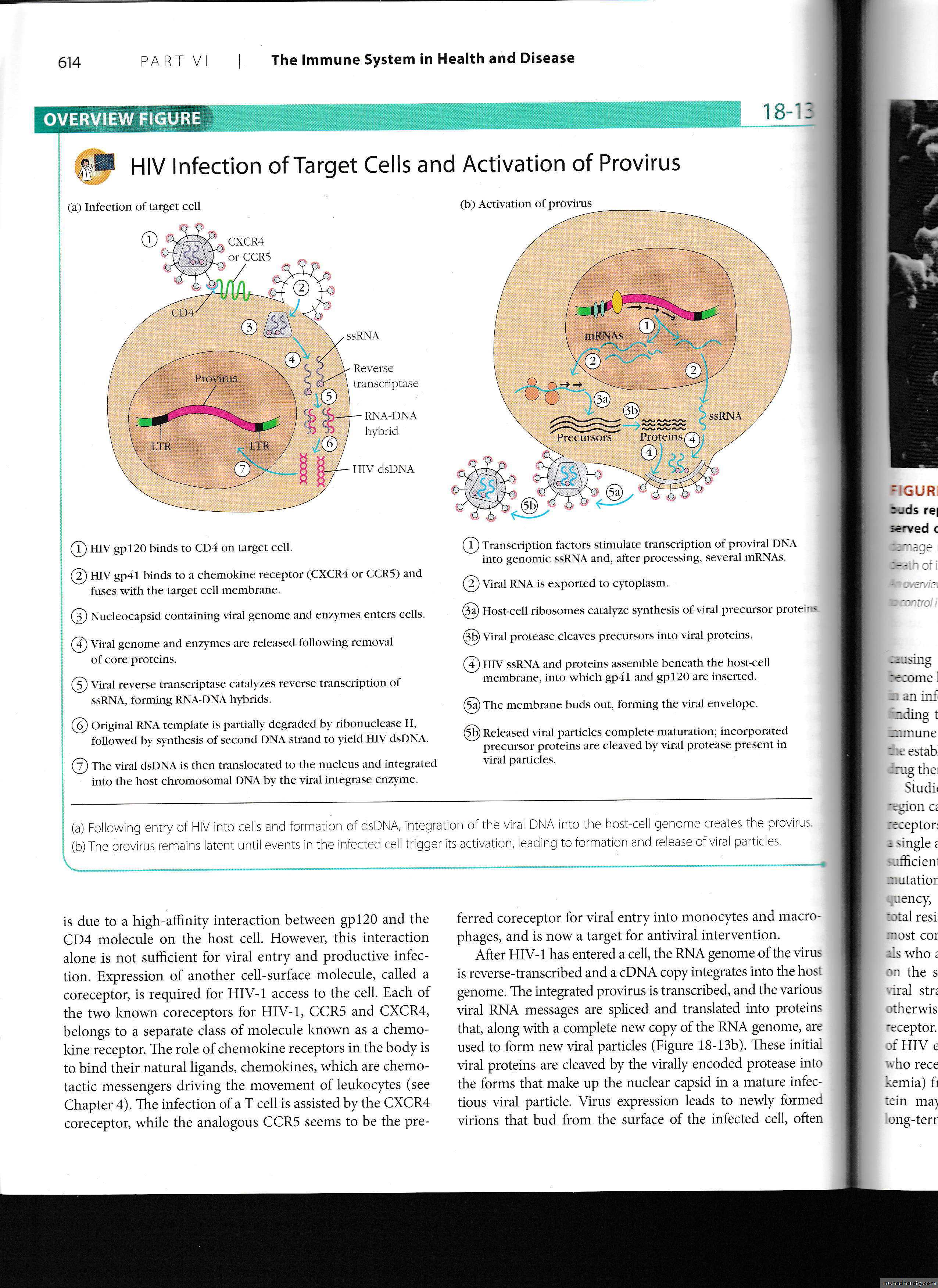 immunodeficiency
