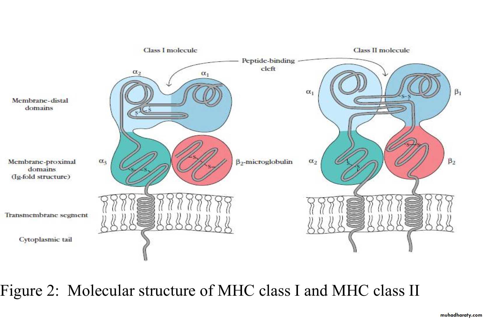 Organ transplant and MHC