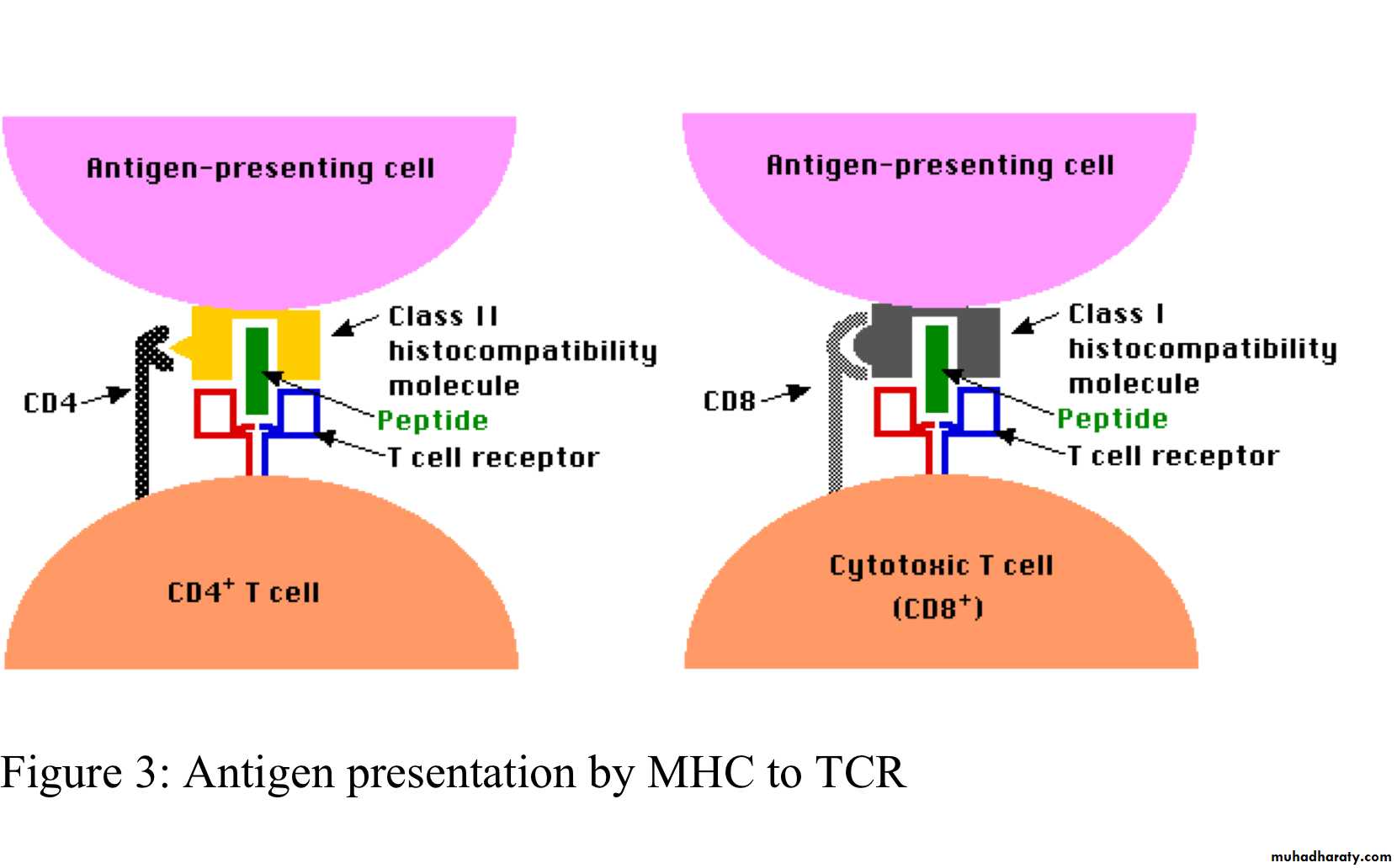 Organ transplant and MHC