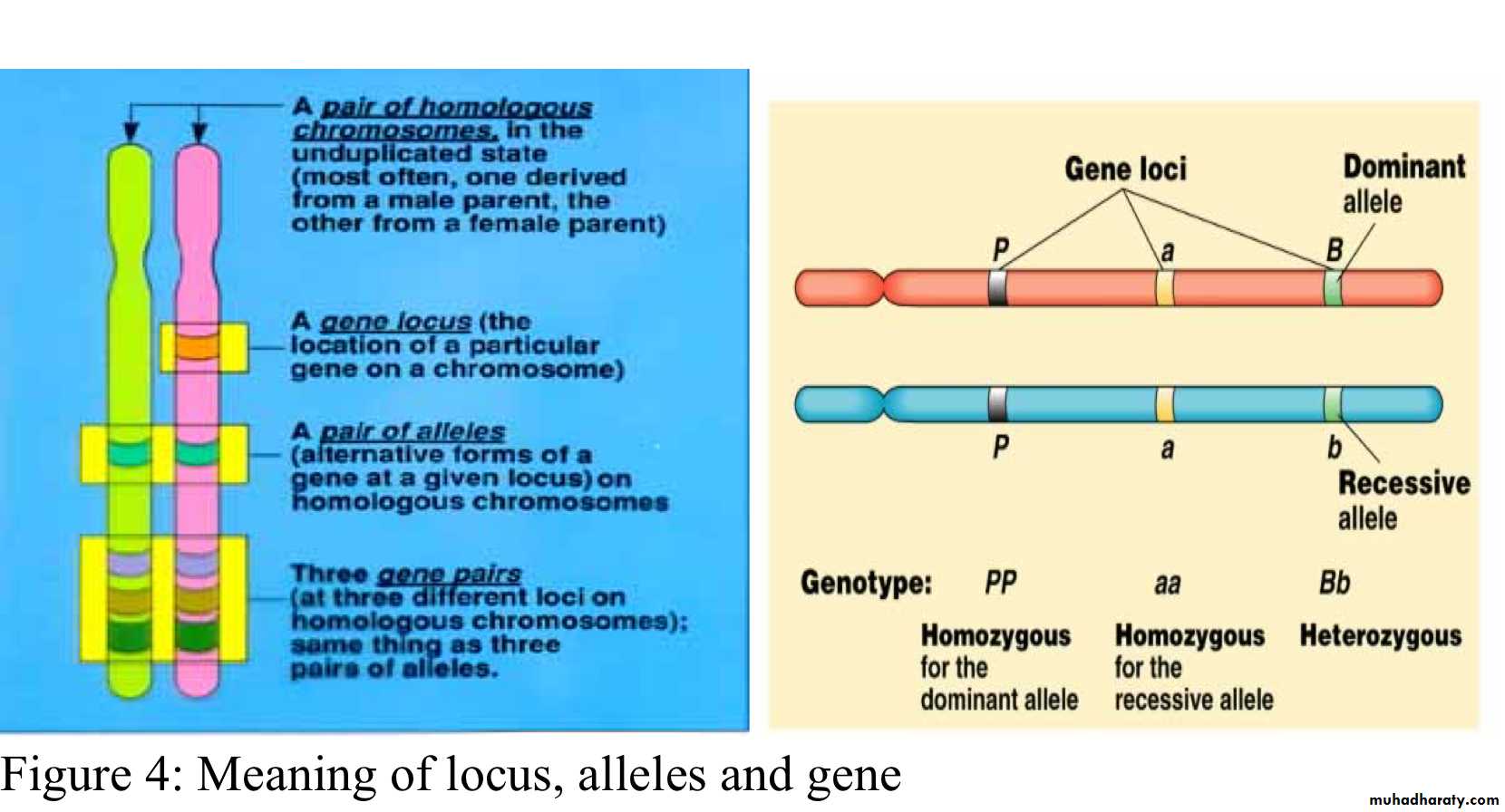 Organ transplant and MHC