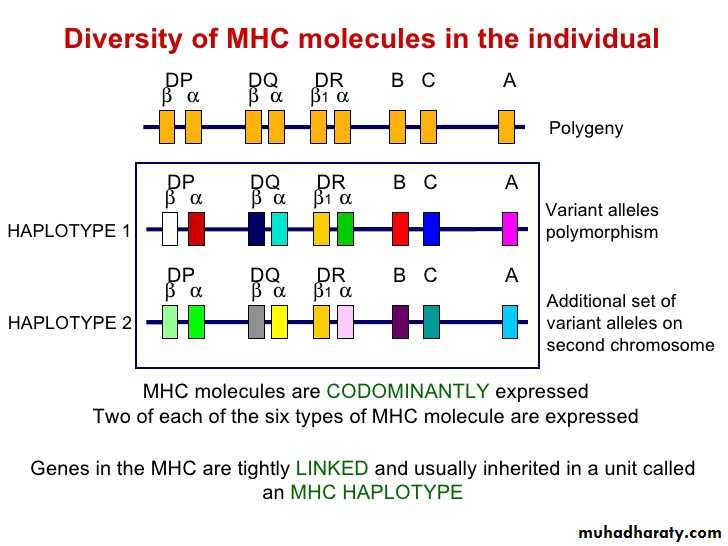 Organ transplant and MHC