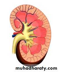 plasma cell tumors