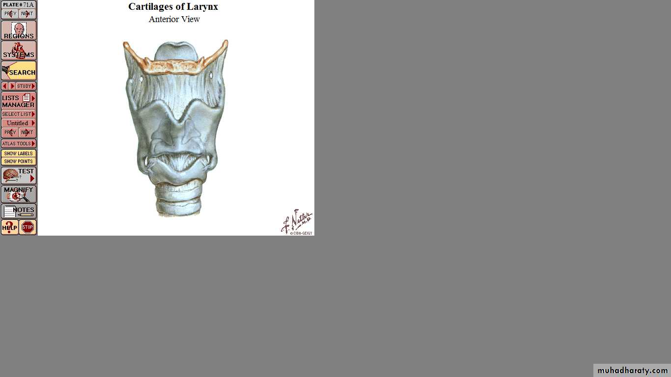The larynx Lectures