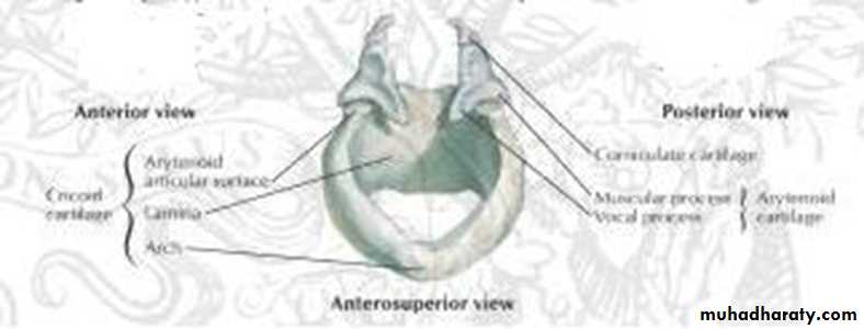 The larynx Lectures