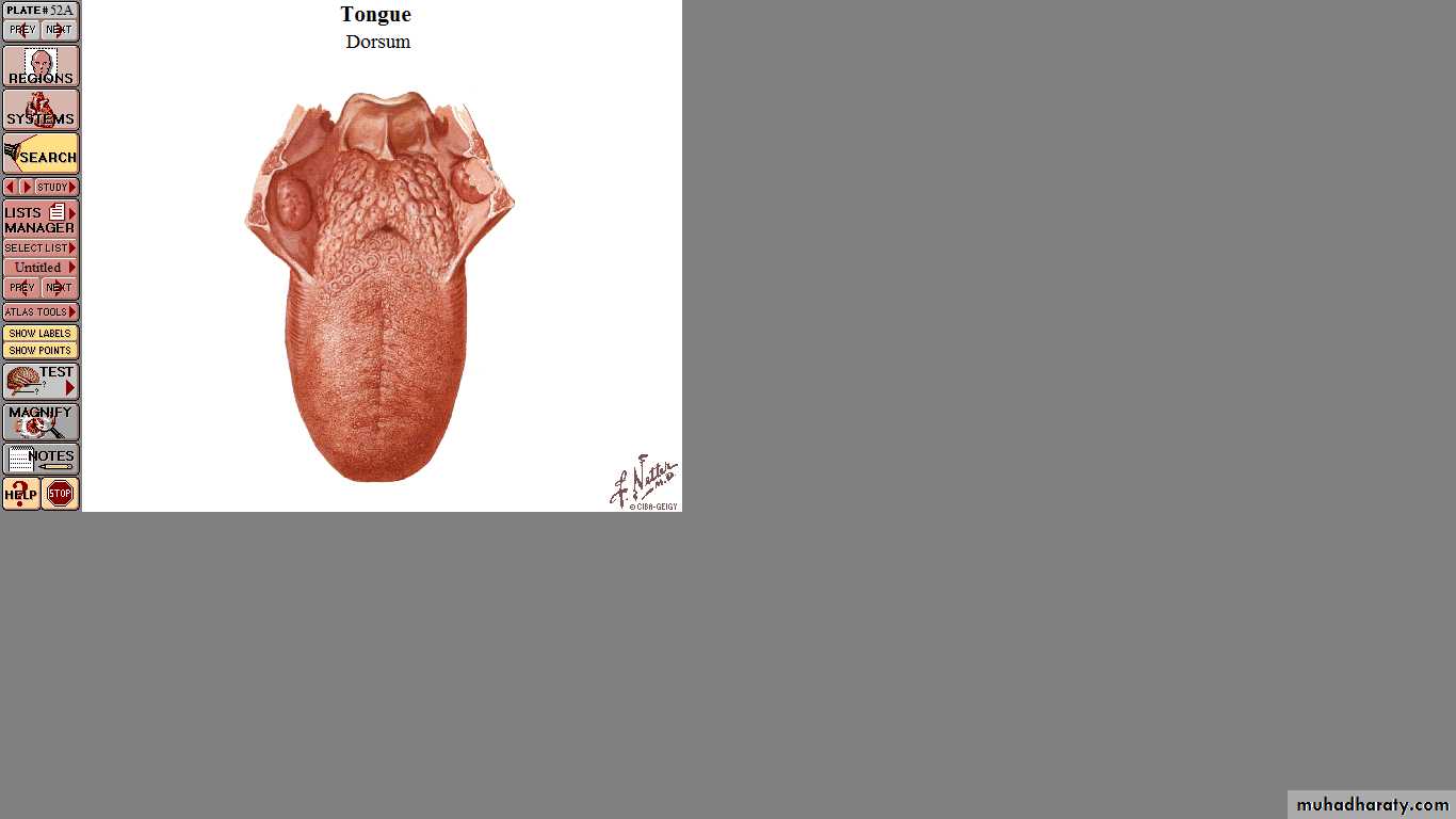 The larynx Lectures
