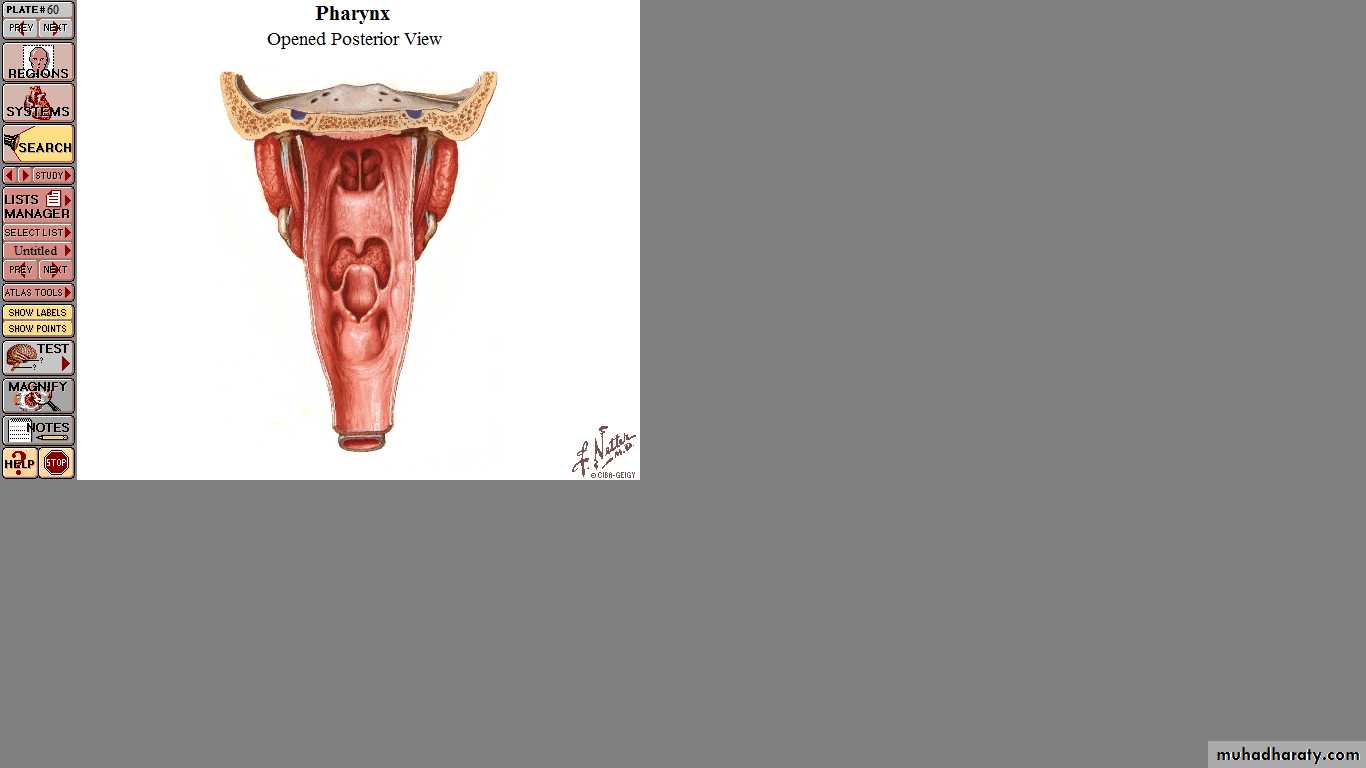 The larynx Lectures