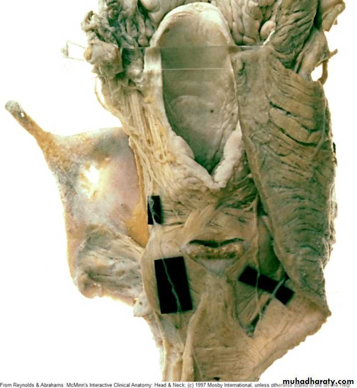 The larynx Lectures