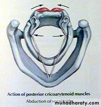 The larynx Lectures