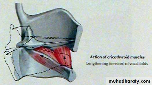 The larynx Lectures