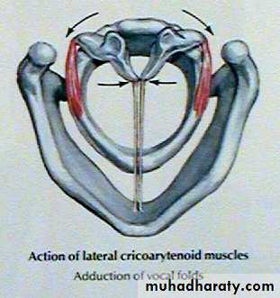The larynx Lectures
