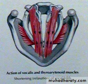 The larynx Lectures
