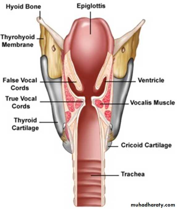 The larynx Lectures