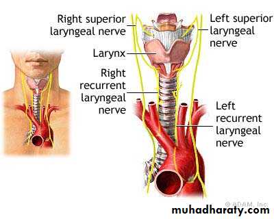 The larynx Lectures
