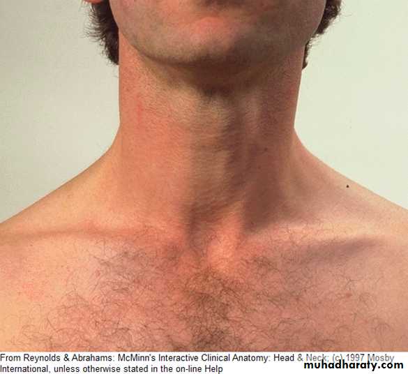 The larynx Lectures