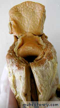 The larynx Lectures