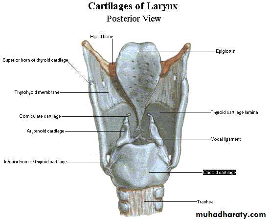 The larynx Lectures