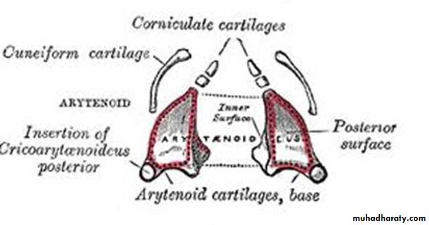 The larynx Lectures