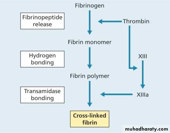 thrombophillia