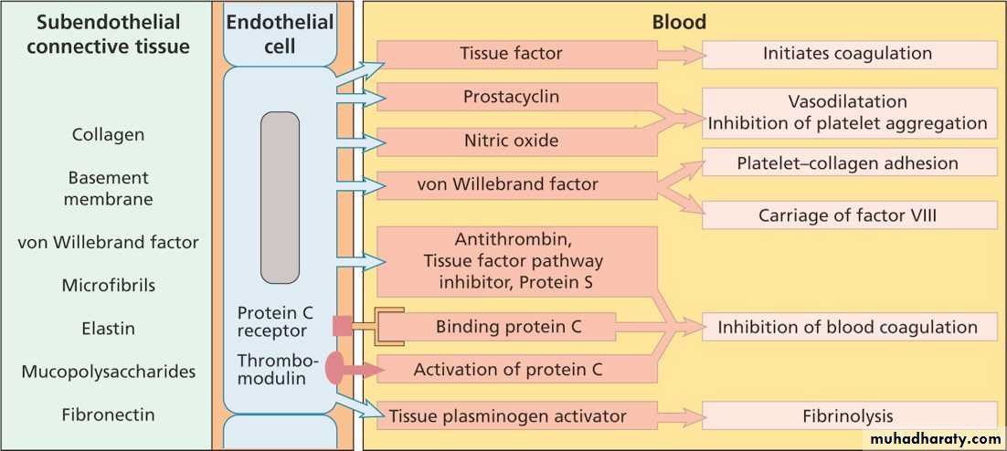 thrombophillia