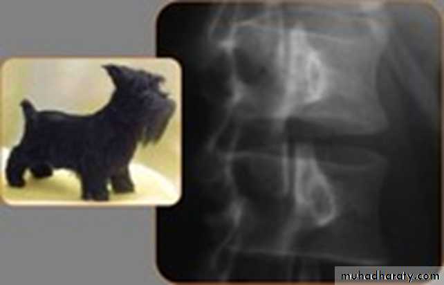 BONE