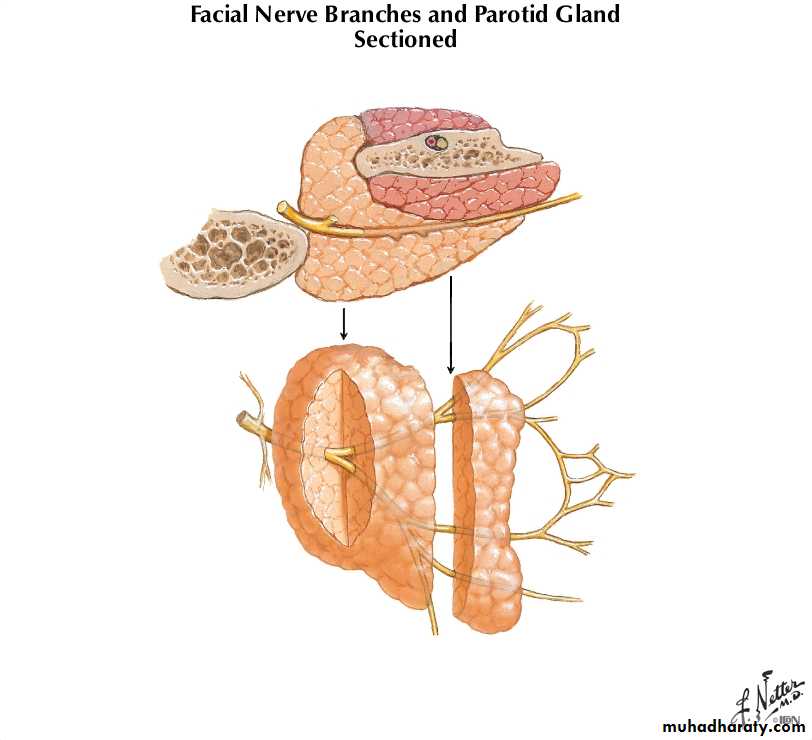 Diseases of salivary glands