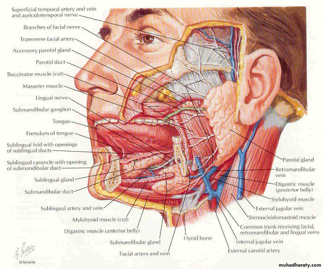 Diseases of salivary glands