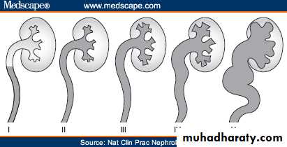 Renal