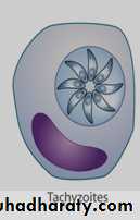 Toxoplasma gondii