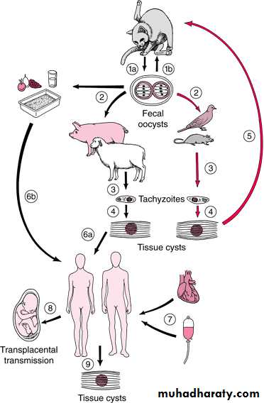 Toxoplasma gondii