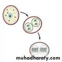 Toxoplasma gondii