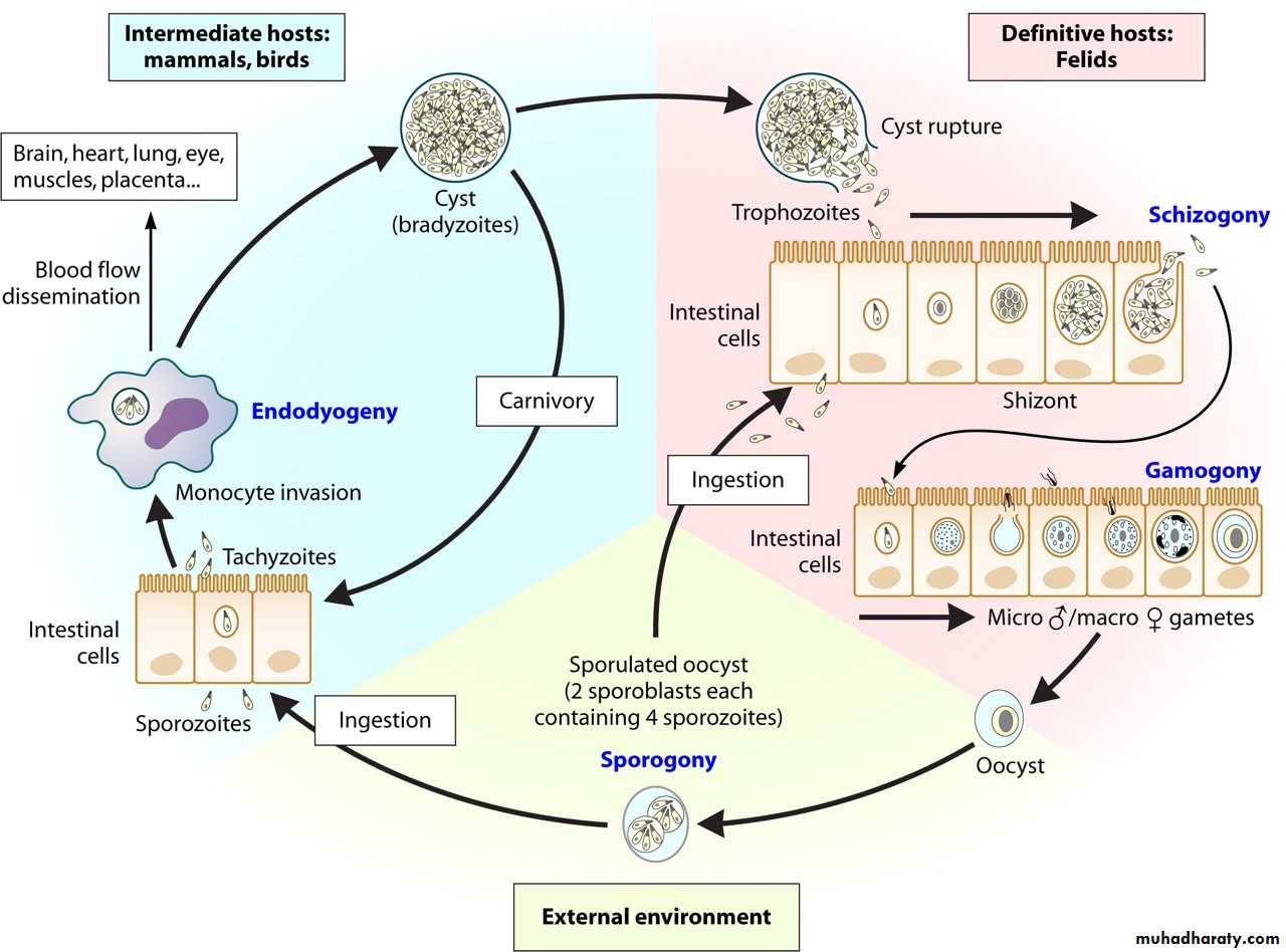Toxoplasma gondii
